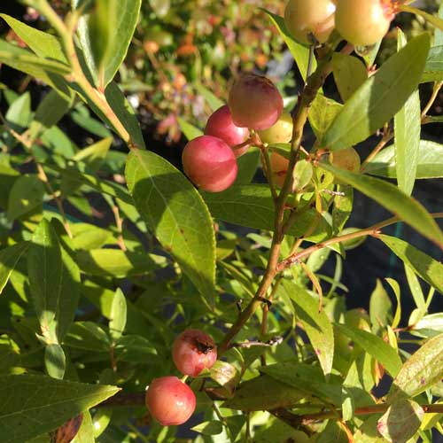 Pot Grown Blueberry Bush Pink Lemonade Plant | ScotPlants Direct